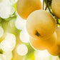 Asian Pears, 4 on 1 Multi Grafted Fruit Tree Grow Organic
