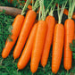 Scarlet Nantes Carrot Seeds (Organic) Peaceful Valley