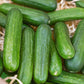Muncher Cucumber Seeds (Organic) Peaceful Valley