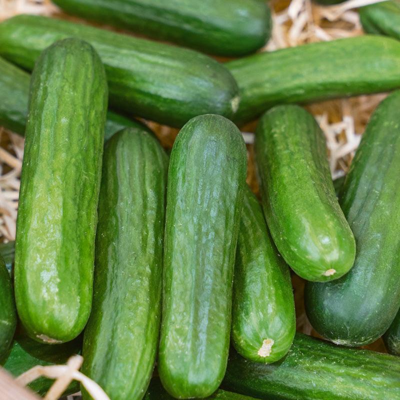 Muncher Cucumber Seeds (Organic) Peaceful Valley