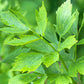 Lovage Seeds High Desert Seed and Gardens