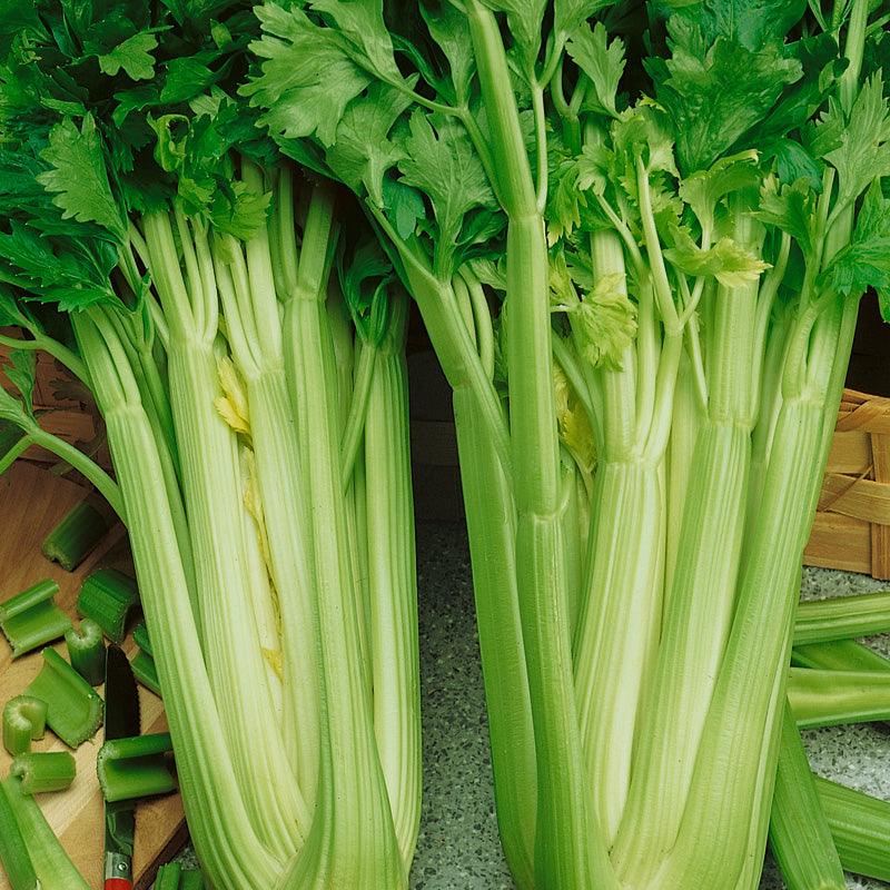 Tall Utah Celery Seeds (Organic) Peaceful Valley