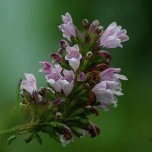 Balm of Gilead Seeds (Organic) Strictly Medicinal