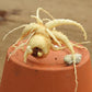 Balloonflower Seeds (Organic) Strictly Medicinal