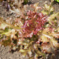 Red Sails Loose Leaf Lettuce Seeds (Organic) Southern Exposure Seed Exchange