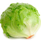 Organic Crispino Iceberg Lettuce Grow Organic