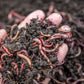 Scarlet's Worm Farm - 300 Composting Worms Scarlet's Worm Farm