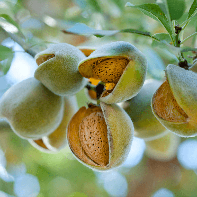All-In-One almond nuts close-up