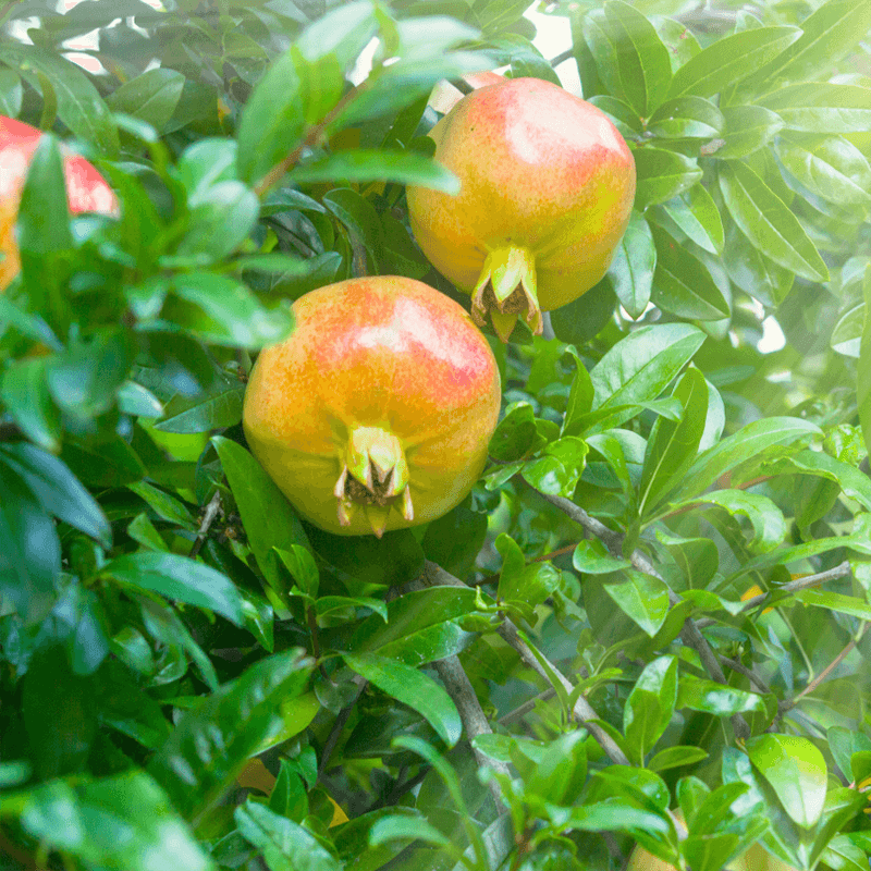 Ambrosia pomegranate tree and fruit