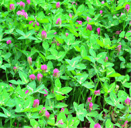 Clover cover crop with pink flowers