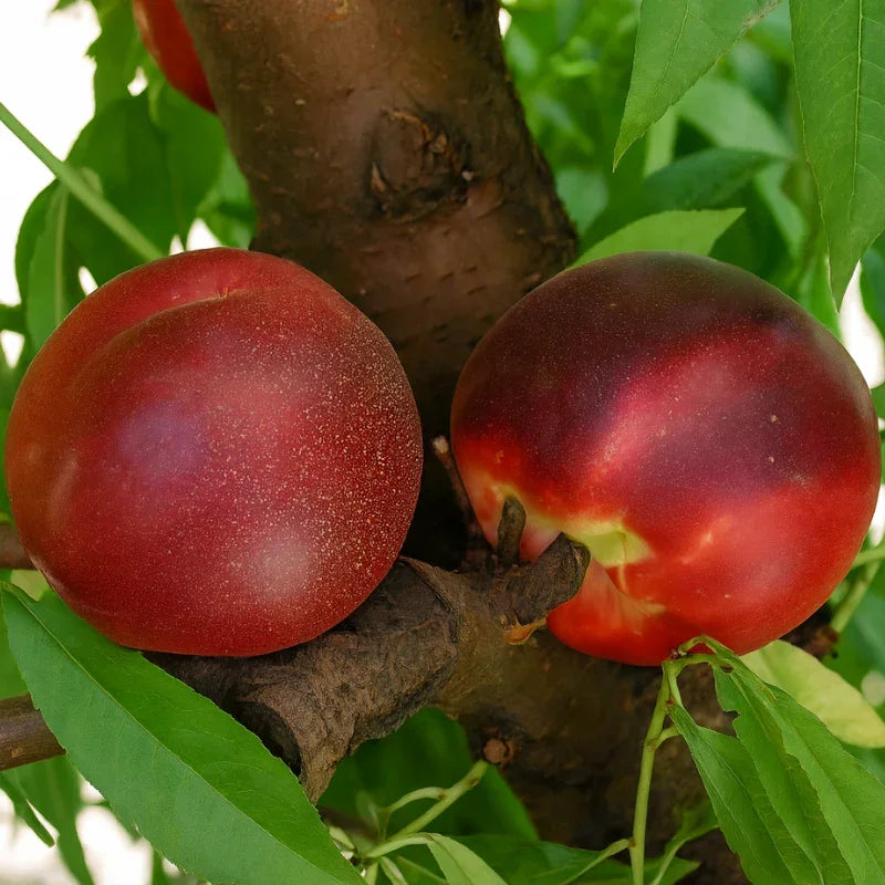 White Peach/Nectarine, 3 on 1 Multi Grafted Fruit Tree Grow Organic