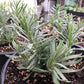 Organic Arctic Snow Lavender (1 Gallon) Grow Organic
