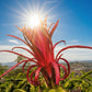 Ax Wallace Ranch Dragon Fruit