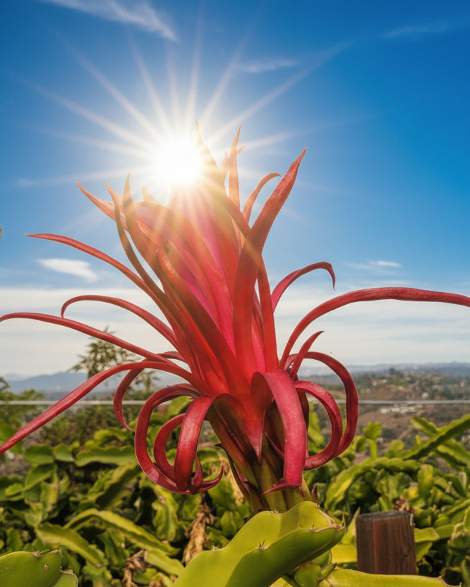 Ax Wallace Ranch Dragon Fruit