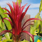 Ax Wallace Ranch Dragon Fruit