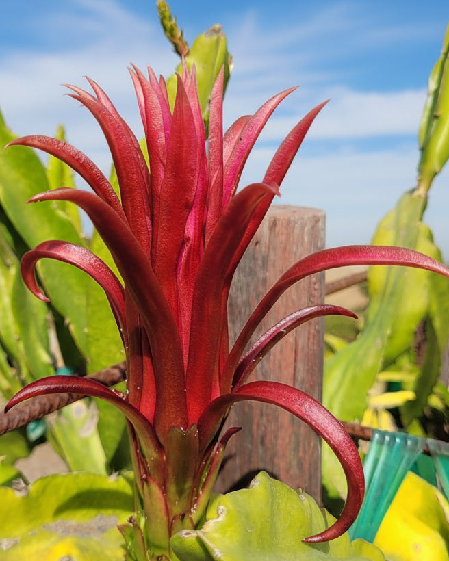 Ax Wallace Ranch Dragon Fruit