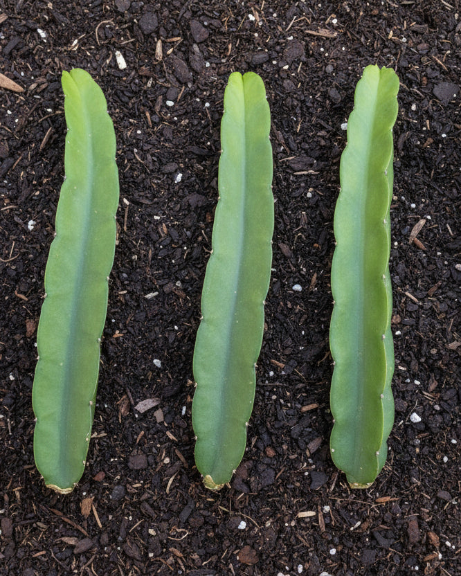 Ax Wallace Ranch Dragon Fruit