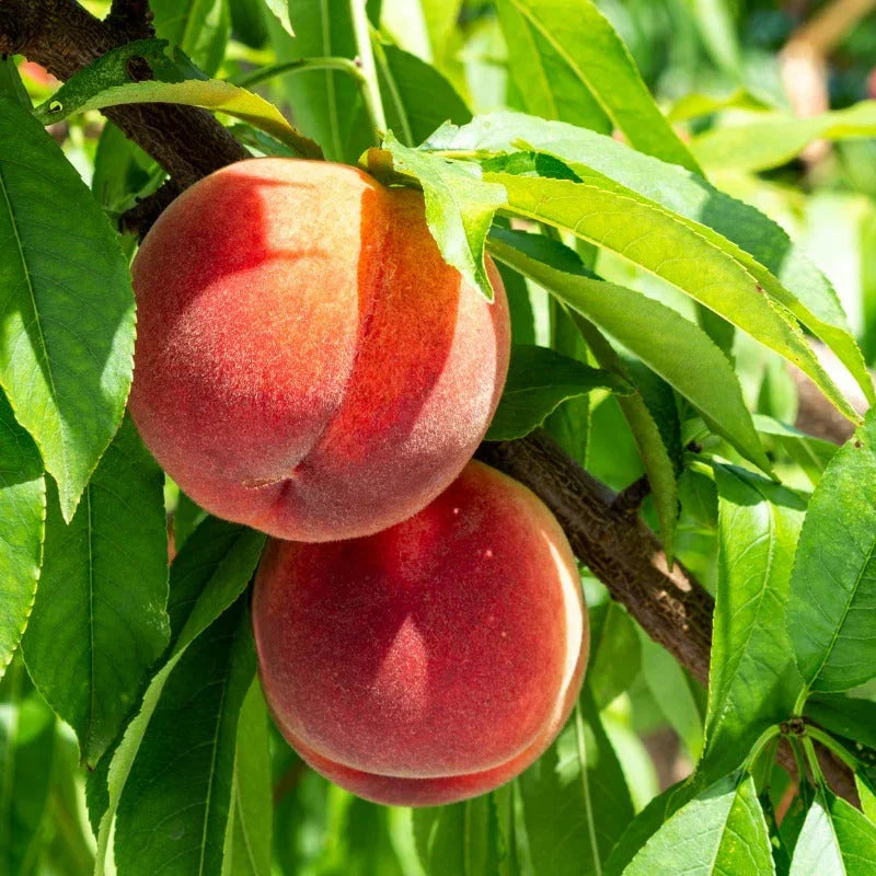White Peach/Nectarine, 3 on 1 Multi Grafted Fruit Tree Grow Organic