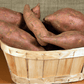 Beauregard Sweet Potato Slips PV Drop Ship