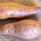 Beauregard Sweet Potato Slips PV Drop Ship