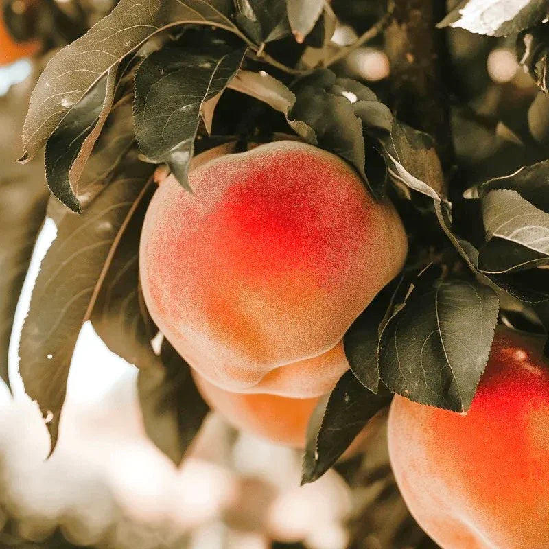 Belle of Georgia Peach Tree Grow Organic