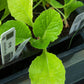 Organic  Round Green Cabbage Grow Organic