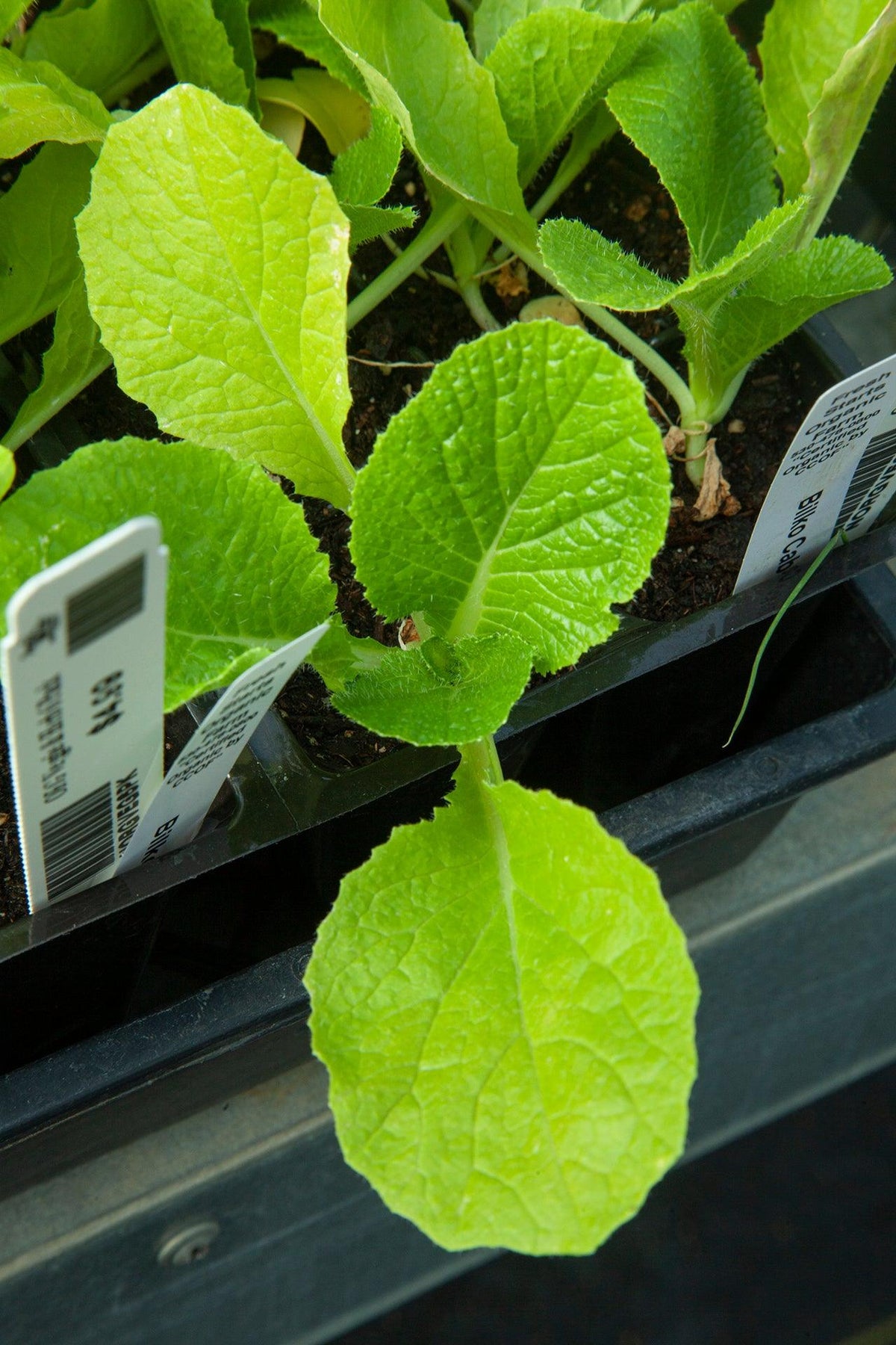 Organic  Round Green Cabbage Grow Organic