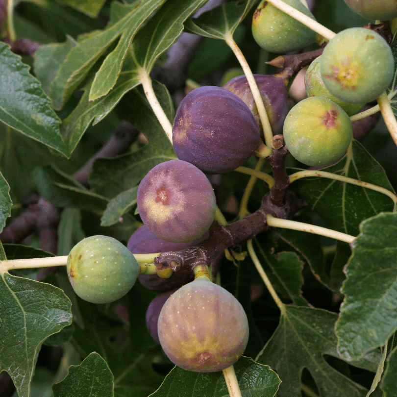 Black Mission fig tree product image