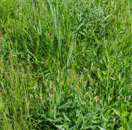Grass and clover growing together in pasture