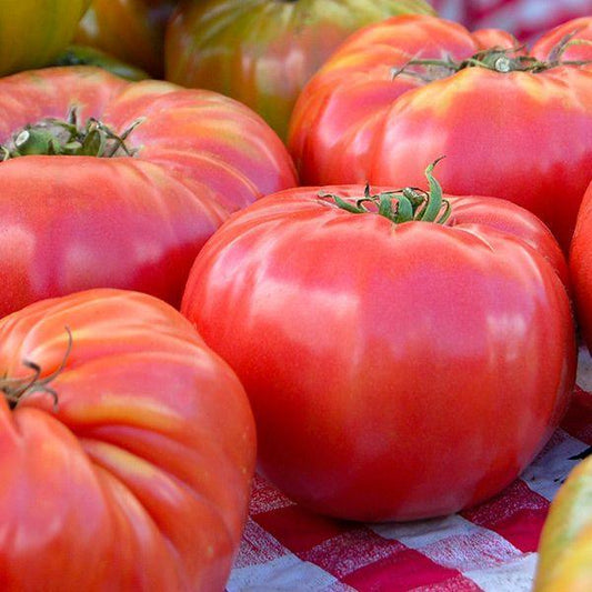 Brandywine Tomato (Organic) High Mowing Seeds