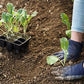 Organic Flamenco Cauliflower Grow Organic
