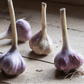 Organic Red Chesnok Garlic (lb) Grow Organic