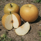 Asian Pears, 4 on 1 Multi Grafted Fruit Tree Grow Organic