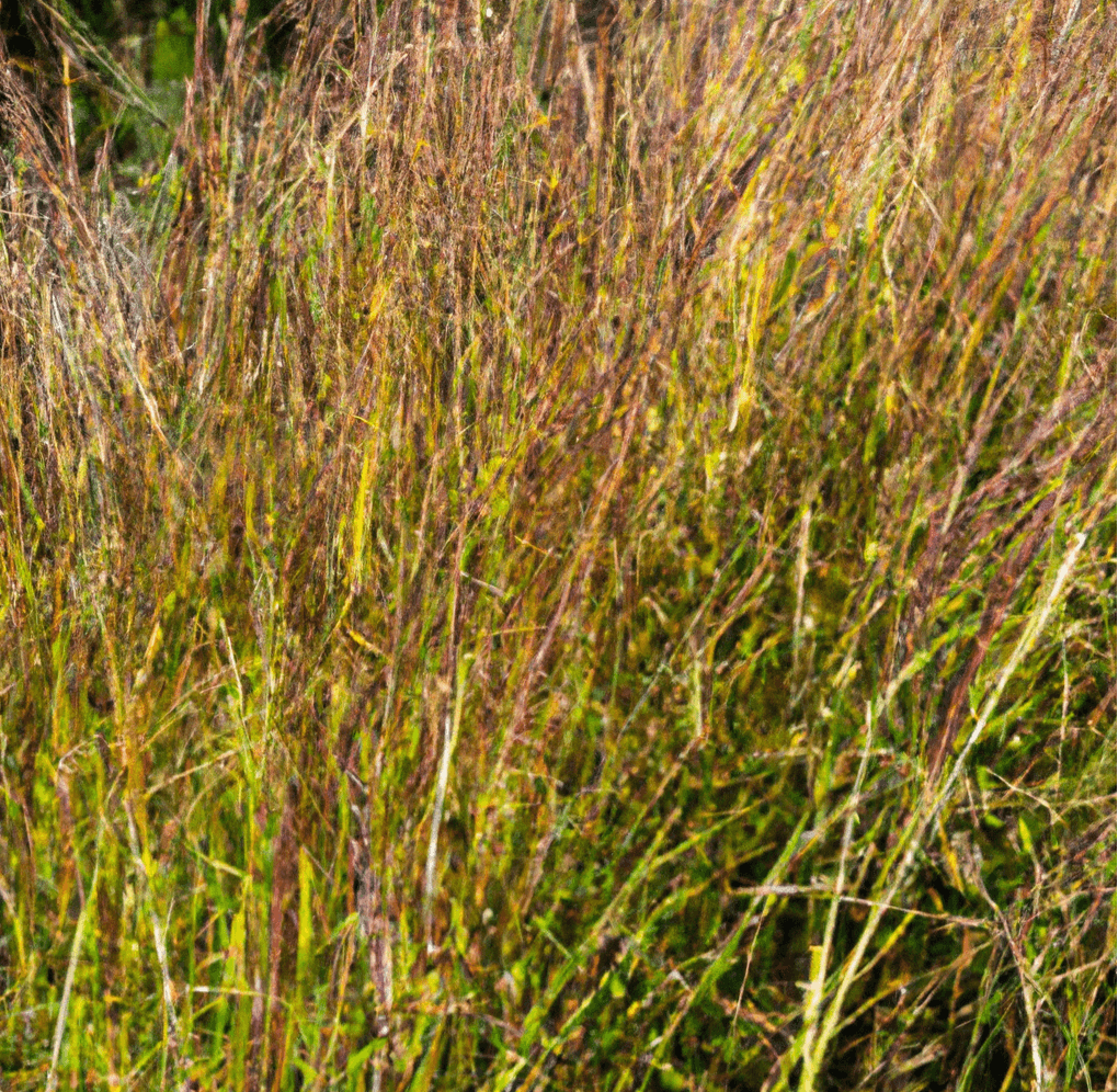 Mature brown grass seed heads