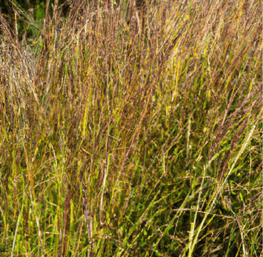 Mature brown grass seed heads