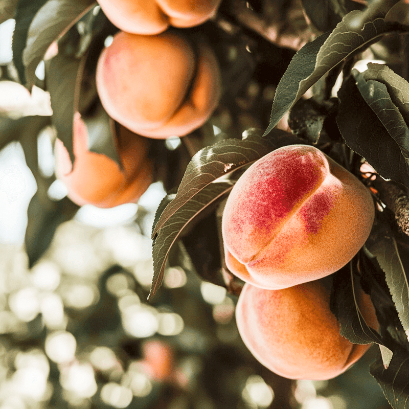 Ripe peaches hanging on a leafy tree