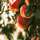 Contender Peach Tree Grow Organic