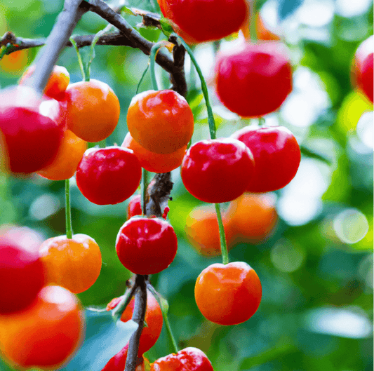 Coral Champagne cherries on the tree