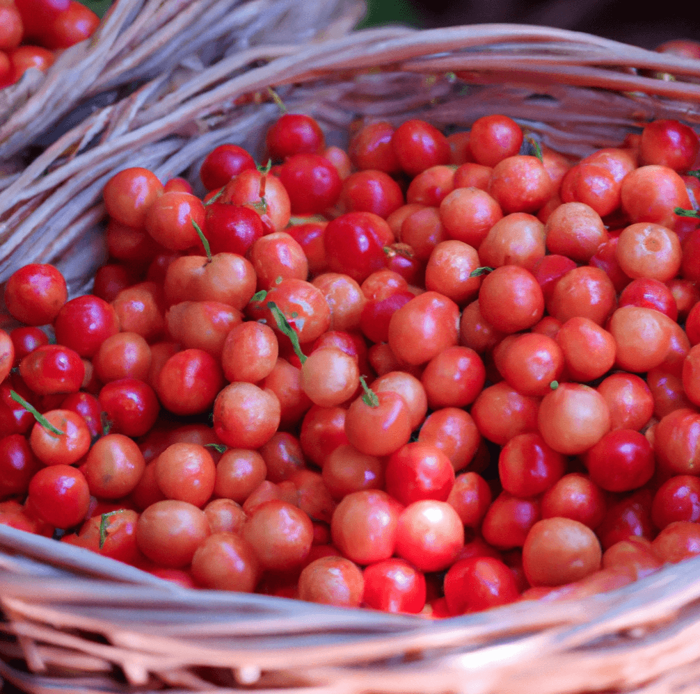 Coral Champagne sweet cherry fruit