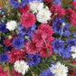 4th of July Cornflower Mix Renee's Garden