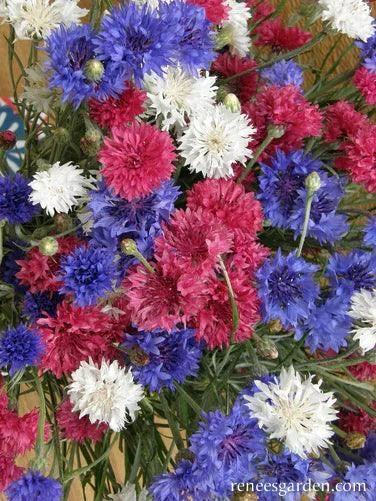 4th of July Cornflower Mix Renee's Garden