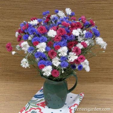 4th of July Cornflower Mix Renee's Garden