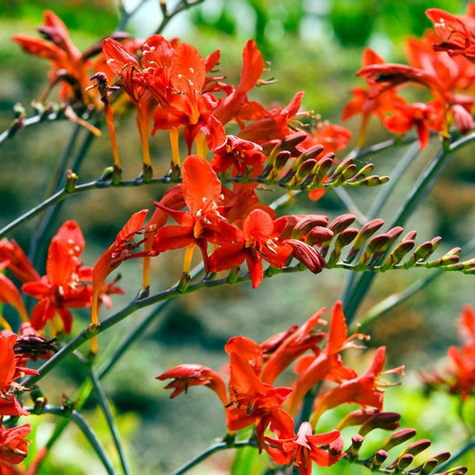(Montbretia) Crocosmia Lucifer (5/pk) Grow Organic