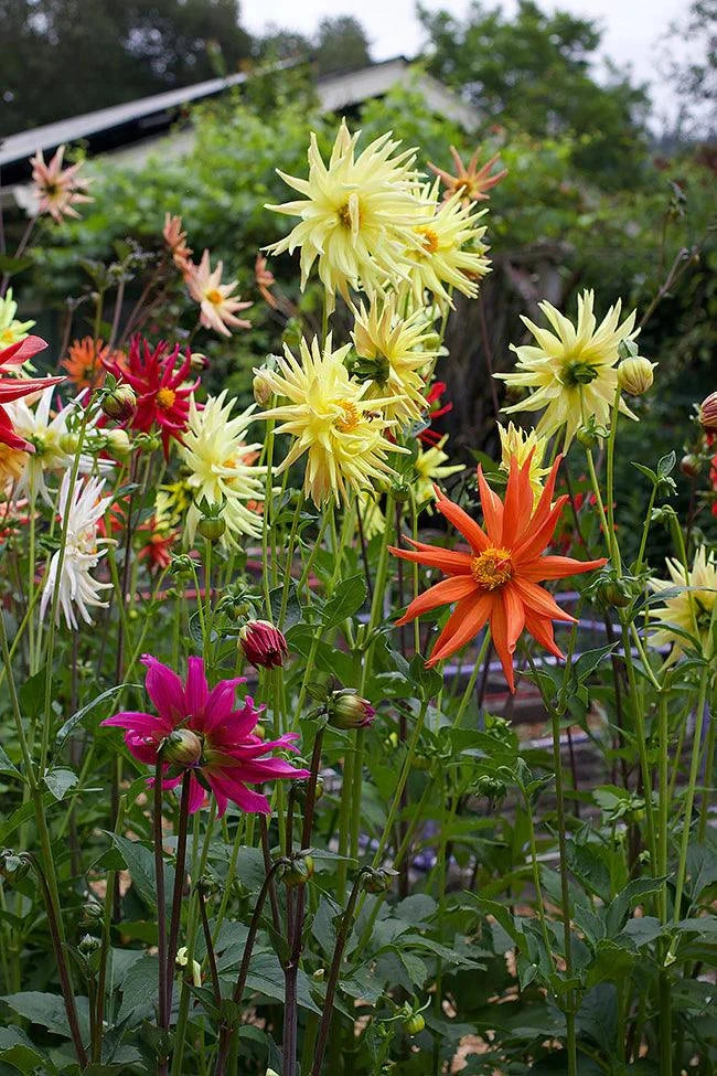 Summer Fireworks Dahlia Renee's Garden