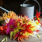 Summer Fireworks Dahlia Renee's Garden