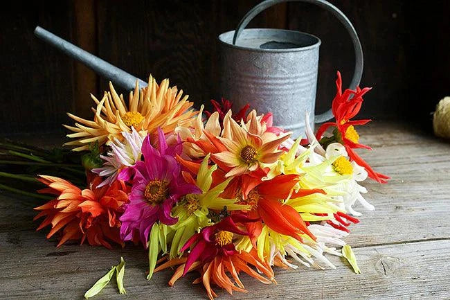 Summer Fireworks Dahlia Renee's Garden