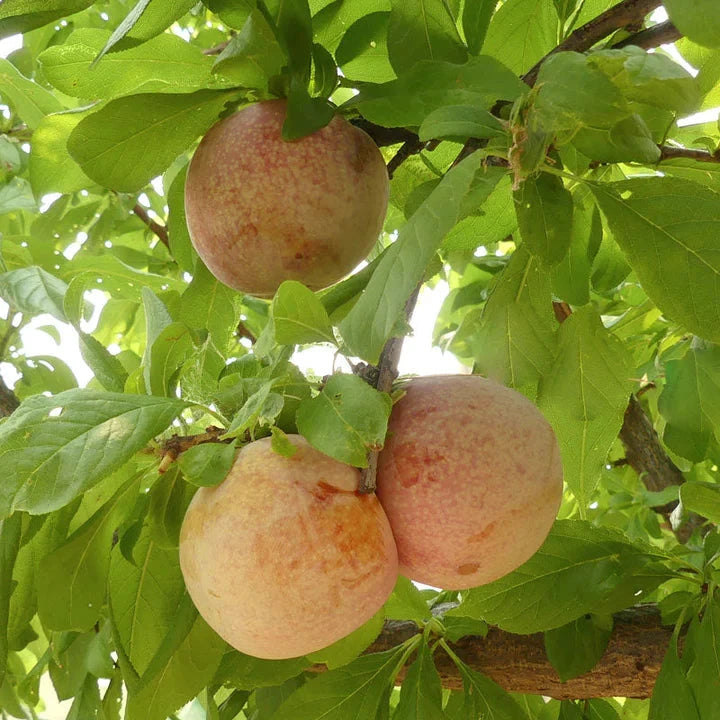 "Constant Harvest" Pluot 4 on 1 Multi Grafted Fruit Tree Grow Organic