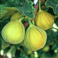 Desert King fig tree product image