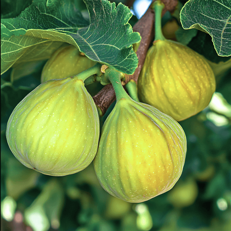 Desert King fig tree product image