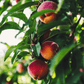 Red and yellow peaches hanging among green leaves